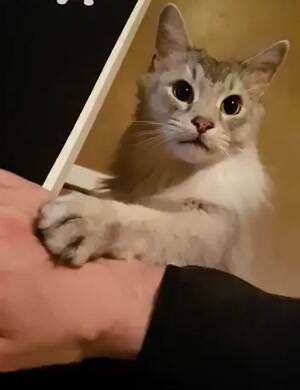 Keep petting me please