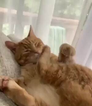 This cat is defective