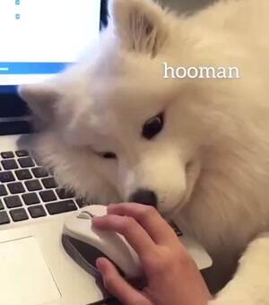 HUman come play with me