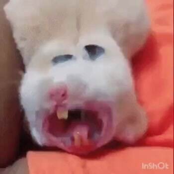 Big yawn