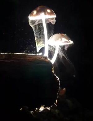 Mushrooms releasing spores