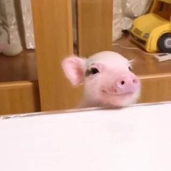 Happy Piggy