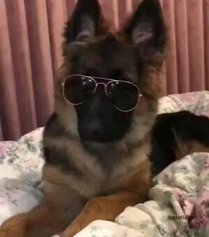 A cool dog
