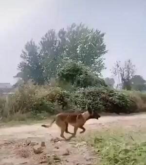 That is a good boy