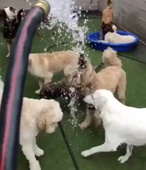 There are 2 kinds of dogs in this world