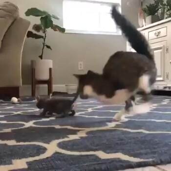 Bouncing around the room
