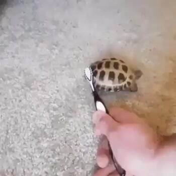 Brushy Brushy