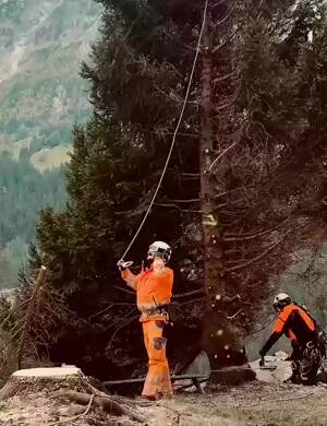 How to get rid of the tree