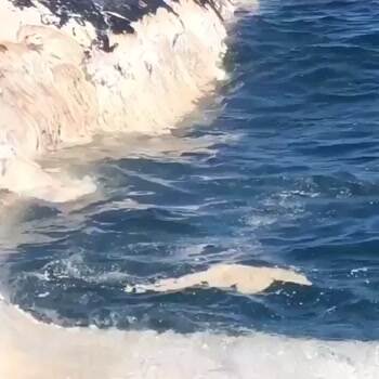 Great White shark vs whale