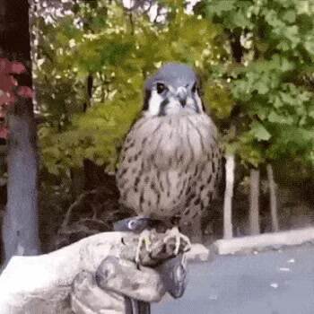 The boop dance