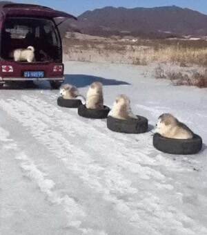 the cutest parade ever