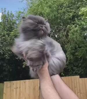 Majestic cat caught in the wind