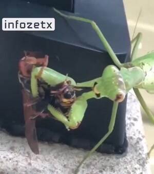 Nommmm nom nom nom