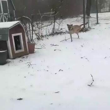 Happy with just 2 legs