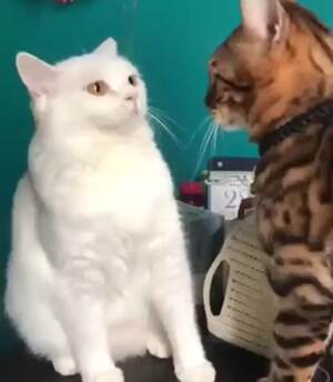 Going to boop you