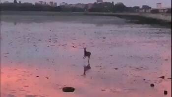 Stotting Deer