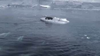 A pod of orcas working together